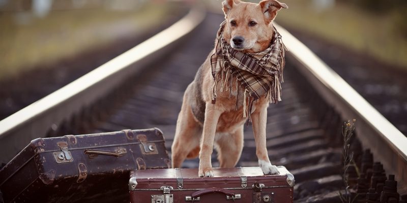 Vlooienbestrijding bij honden: tips